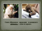 Слово «Приматы» происходит от латинского «primates» – «одни из первых».