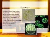 Примеры. Яркими представителями колониальных организмов являются колониальные зеленые водоросли (напр., эудорина, пандорина, а также вольвокс, представляющий переходную форму к настоящим многоклеточным организмам).