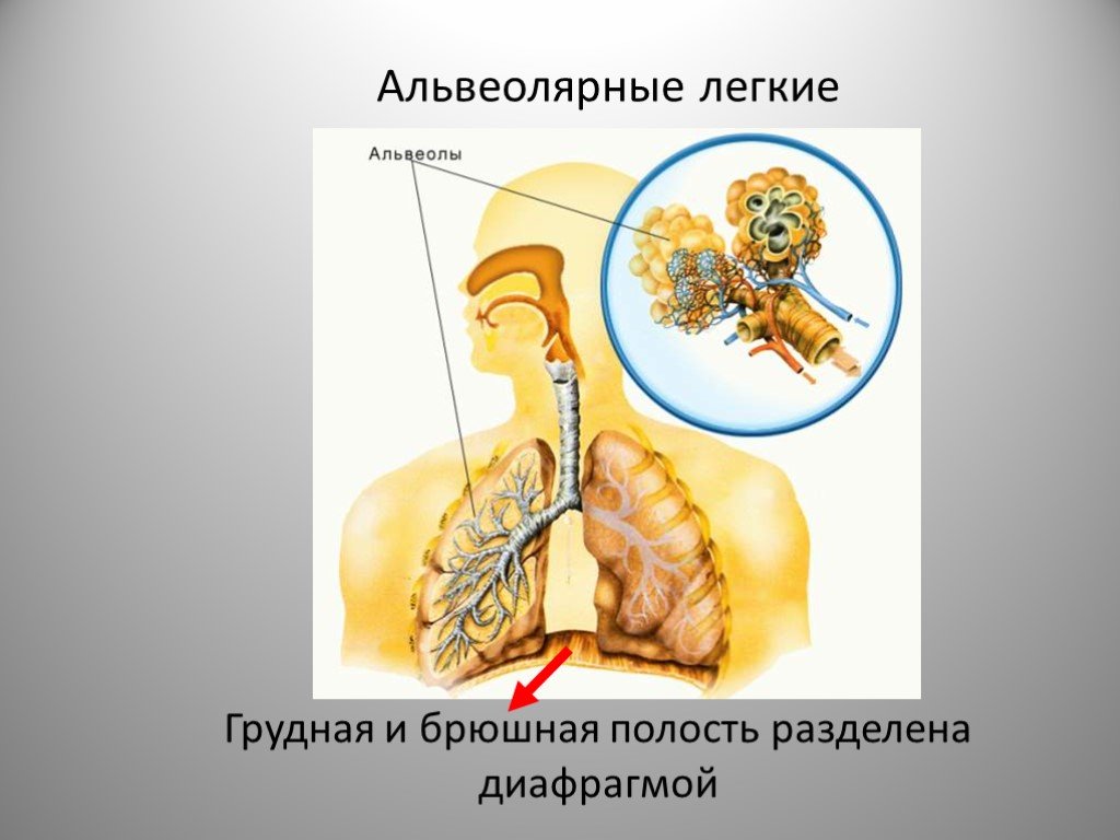 Грудная и брюшная полости разделены диафрагмой. Грудная полость отделена от брюшной у млекопитающих. Полости отделяемые диафрагмами. Наличие диафрагмы у млекопитающих