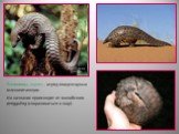 Панголины, ящеры - отряд плацентарных млекопитающих. Их название происходит от малайского pengguling (сворачиваться в шар).