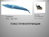 Класс Млекопитающие. Синий кит 30 м – вес 150 т. Бурозубка (землеройковые) 4 см – вес 2 гр