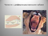 Челюсти с дифференцированными зубами