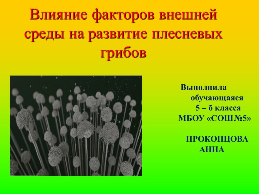 Хлебная плесень факторы влияющие на развитие плесневых грибов проект