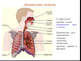 К дыхательной системе относят дыхательные пути и легкие. Дыхательные пути представлены носовыми полостями, носоглоткой, гортанью, трахеей и бронхами. Дыхательная система