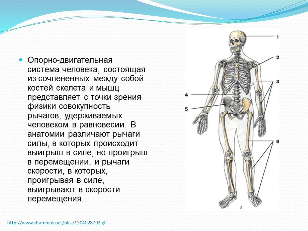 Состоит из 7 человек. Опорно двигательная система состоит из. Опорно-двигательная система состоит из скелета и. Опорно двигательная система состоит из скелета и мышц. Опорно-двигательный аппарат состоит из костного скелета и мышц..