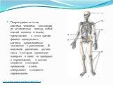 http://www.vitaminov.net/pics/1304028792.gif. Опорно-двигательная система человека, состоящая из сочлененных между собой костей скелета и мышц представляет с точки зрения физики совокупность рычагов, удерживаемых человеком в равновесии. В анатомии различают рычаги силы, в которых происходит выигрыш 