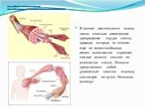 http://www.ebio.ru/images/07020301.gif http://www.bodybuild.com.ua/images/uploads/fckeditor/muscles.jpg. В основе деятельности мышц лежат сложные химические превращения внутри клеток, природа которых во многом еще не известна.Мышца имеет волокнистое строение, каждое волокно состоит из множества клет