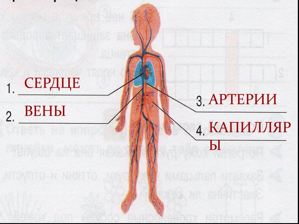 Кровеносная система сердце вены артерии капилляры. Кровеносная система артерии вены капилляры. Сердце артерии вены капилляры. Вены и артерии человека.