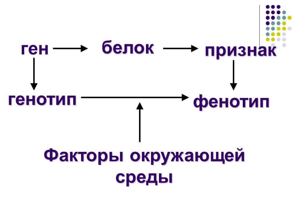 Ген биология 9. Ген белок признак. Генотип и фенотип. Ген геном генотип. Геном генотип фенотип.