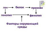 ген белок признак генотип фенотип. Факторы окружающей среды