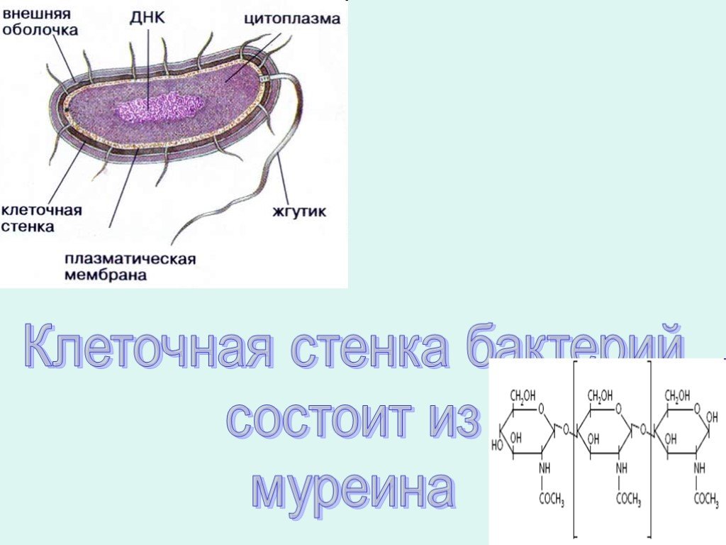 Имеет клеточную стенку из муреина. Муреин клеточная стенка бактерий. Клеточная стенка состоит из муреина. Муреин у бактерий. Клеточная стенка из муреина у бактерий.