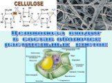 Целлюлоза входит в состав оболочек растительных клеток