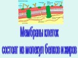 Мембраны клеток состоят из молекул белков и жиров