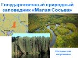 Государственный природный заповедник «Малая Сосьва». Шапшинские кедровники