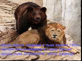 Масса бурого медведя и льва вместе 750кг, причем масса медведя в 2 раза больше массы льва. Определите массу медведя.
