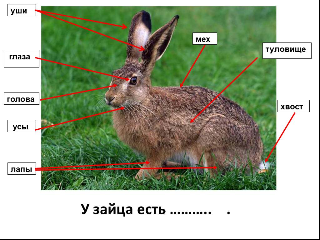 У зайца русака глаза коричневые. Строение головы зайца. Части тела зайца. Строение зайца. У зайца есть хвост.