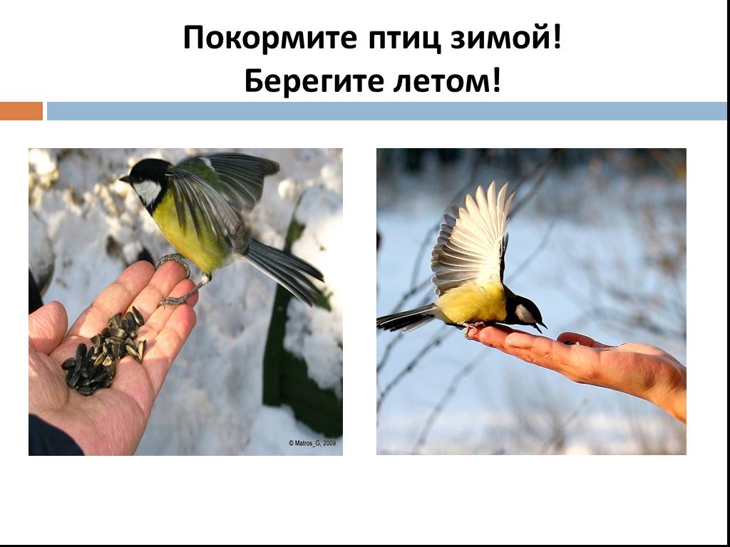 Берегите птиц картинки