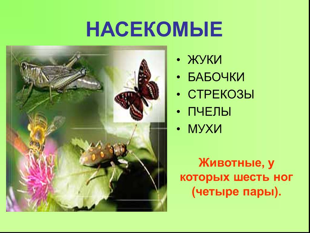 6 групп насекомых. Многообразие насекомых окружающий мир. Насекомые 3 класс окружающий мир. Разнообразие насекомых 3 класс. Группа насекомых 3 класс.