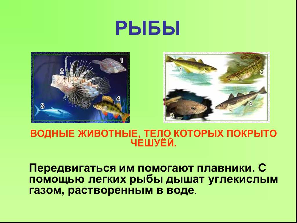 Большинство животных на планете дышат кислородом даже. Водные животные тело которых покрыто чешуей. Водные животные передвигающиеся с помощью плавников. Разнообразие животных рыбы 3 класс. Рыбы дышат кислородом растворенным в воде.