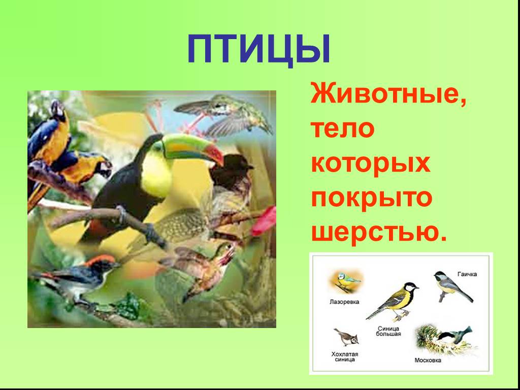 Окружающий мир разнообразие животных 3 класс плешаков. Птицы это животные тело которых покрыто перьями. Птицы 3 класс окружающий мир. Разнообразие животных птицы 3 класс. Птицы окружающей мир 3 класс.