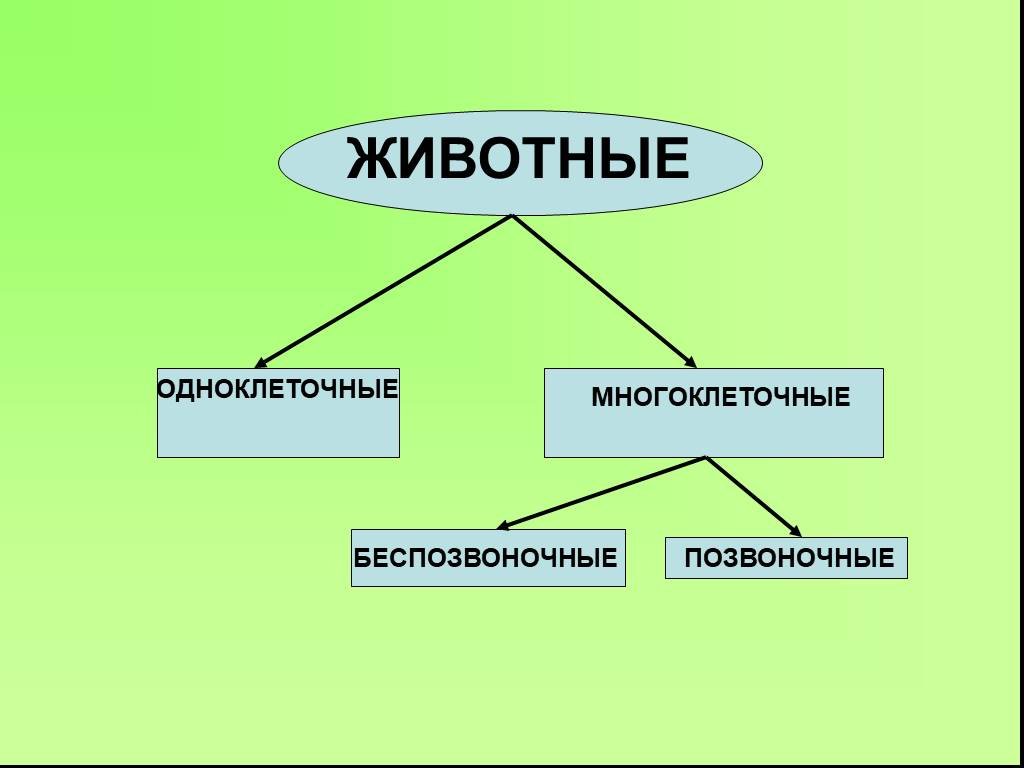 Конспект урока по окружающему миру 3 класс разнообразие животных школа россии с презентацией