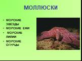 МОЛЛЮСКИ. МОРСКИЕ ЗВЁЗДЫ МОРСКИЕ ЕЖИ МОРСКИЕ ЛИЛИИ МОРСКИЕ ОГУРЦЫ