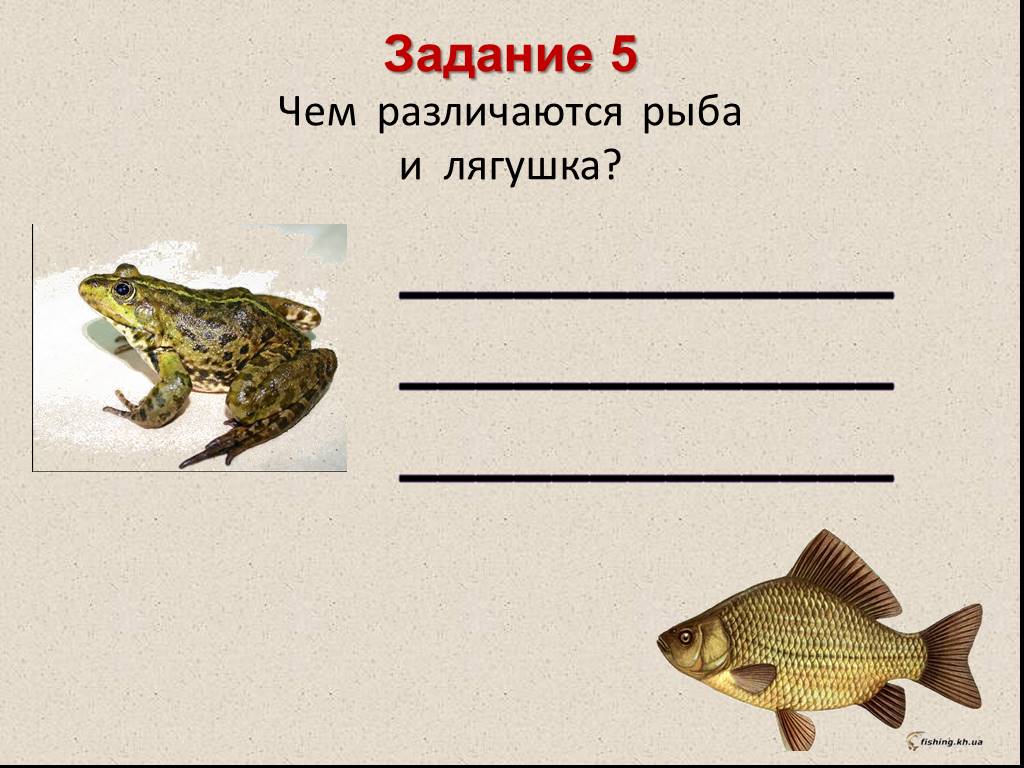 Различие лягушки и рыбы. Сравнение рыб и лягушек. Сходство лягушки и рыбы. Сравнить рыбу с лягушкой. Задания лягушка и жаба.