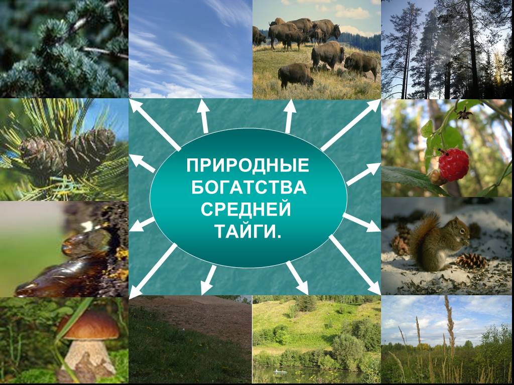 Главное богатство тайги древесина. Природные ресурсы тайги. Богатства тайги. Природные ресурсы тайги в России. Какими природными ресурсами богата Тайга.