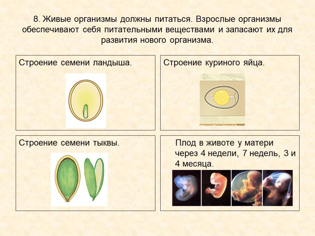 Презентация зачем живые организмы запасают питательные вещества