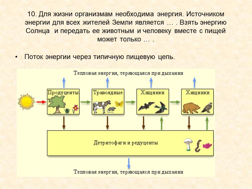 Как можно добыть энергию для жизни 5 класс биология презентация