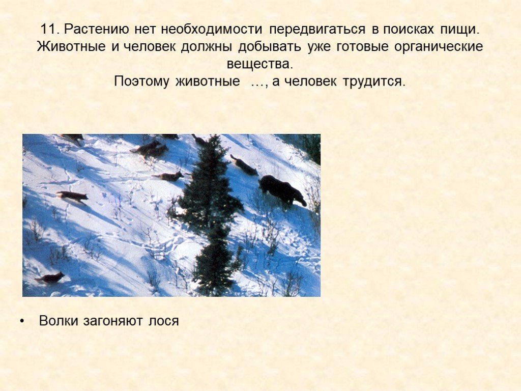 Нет необходимости. Растению нет необходимости передвигаться. Поэтому животные а человек трудится. Растению нет необходимости добывать. Активно передвигаются в поисках пищи.