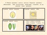 8. Живые организмы должны питаться. Взрослые организмы обеспечивают себя питательными веществами и запасают их для развития нового организма. Строение семени ландыша. Строение куриного яйца. Строение семени тыквы. Плод в животе у матери через 4 недели, 7 недель, 3 и 4 месяца.