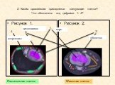 2. Каким организмам принадлежат следующие клетки? Что обозначено под цифрами 1- 4? Рисунок 1. Рисунок 2. 1. 2. 3. ядро оболочка цитоплазма хлоропласт. Растительная клетка. Животная клетка