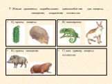 7. Живые организмы вырабатывают приспособления для защиты, нападения, сохранения потомства. А) органы защиты В) маскировка. Б) органы нападения. Г) ваш пример защиты потомства