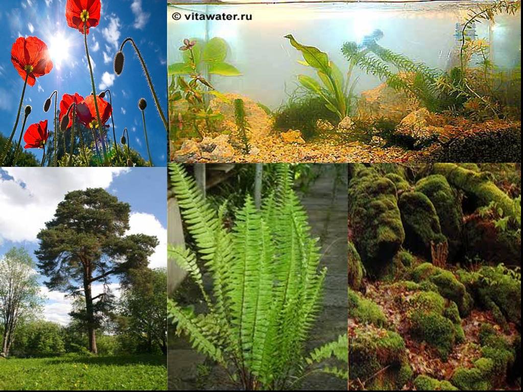 Как сохранить разнообразие растений