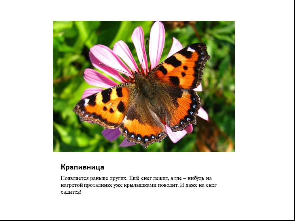 Бабочка крапивница фото окружающий мир 1 класс