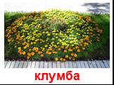 клумба