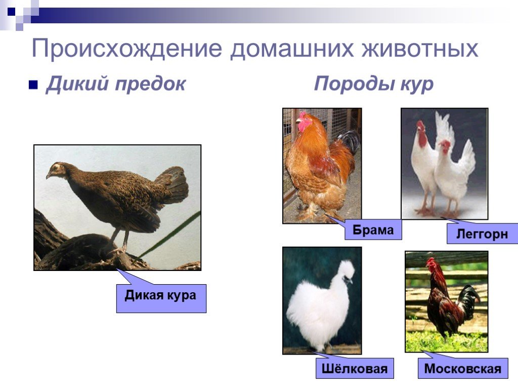 Происхождение курицы. Происхождение домашних животных. Предки домашних животных. Предки домашних кур. Происхождение пород домашних животных.