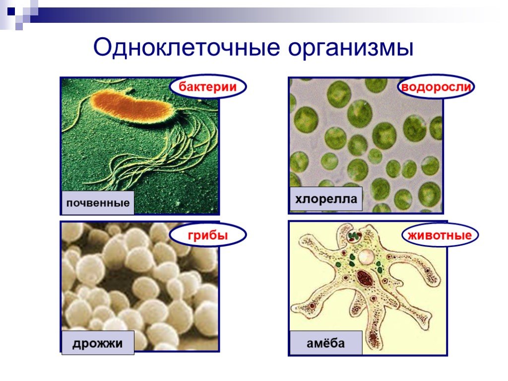 Простейшие водоросли грибы. Одноклеточные организмы бактерии водоросли. Дрожжи одноклеточные представители бактерий. Одноклеточные это. Одоклеточные организм.