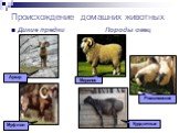 Дикие предки Породы овец. Архар Муфлон Меринос Романовские Курдючные
