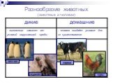 Разнообразие животных (животные и человек). пингвин муравей куры корова