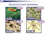 Одноклеточные организмы. бактерии грибы водоросли животные почвенные дрожжи хлорелла амёба