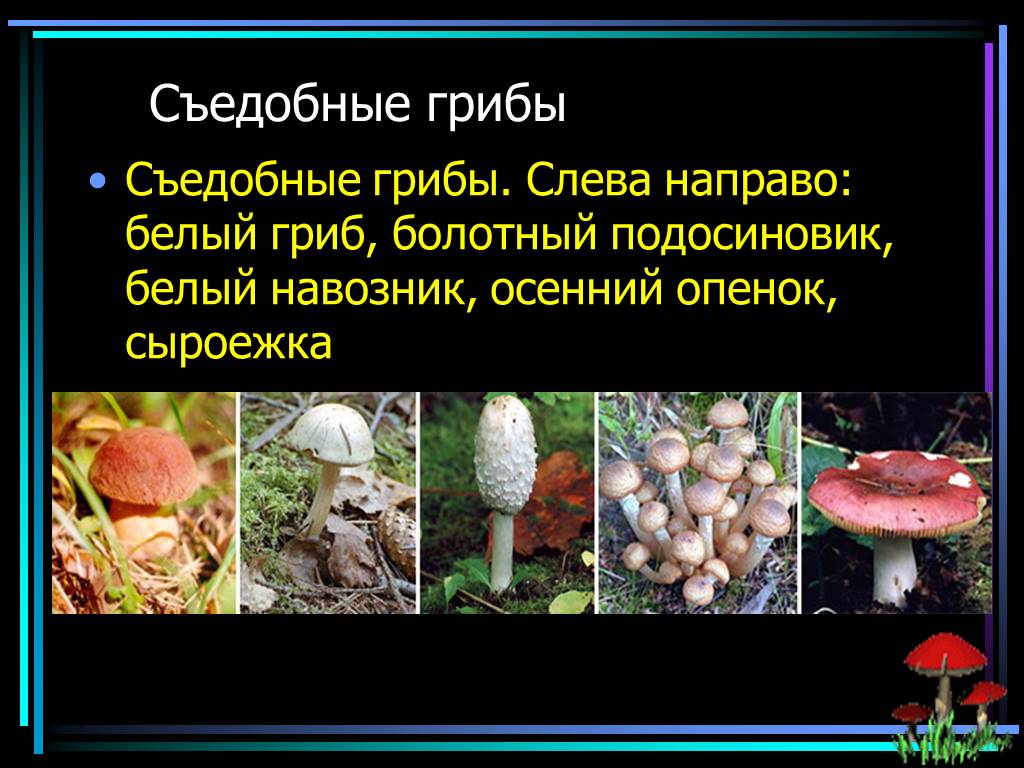 Съедобные и несъедобные грибы картинки. Категории съедобности грибов. Грибы презентация первый класс. Съедобные грибы краткое описание.