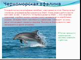 Черноморская афалина. Каждый год тысячи дельфинов погибают, запутавшись в сетях. Иногда целые семейства дельфинов выбрасываются на берег. Очень редко удаётся спасти кого-либо из них. Считается, что выбрасывание на берег — это следствие нарушений в работе эхолота, которые могут возникать из-за корабе