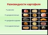 Разновидности картофеля. • ранние • среднеспелые • среднепоздние • позднеспелые