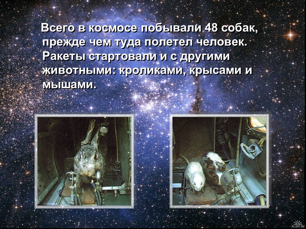 Какие животные первыми побывали в космосе. Животные которые побывали в космосе. Животные в космосе презент. Первыми в космосе побывали. Первые животные которые полетели в космос.