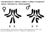 Хромосомные наборы самки и самца плодовой мушки (Drosophila melanogaster). Геном дрозофилы меланогастер содержит 4 пары хромосом: X/Y пара и три аутосомы, маркируемых как 2, 3 и 4. Кариотип: 8 хромосом (2n)