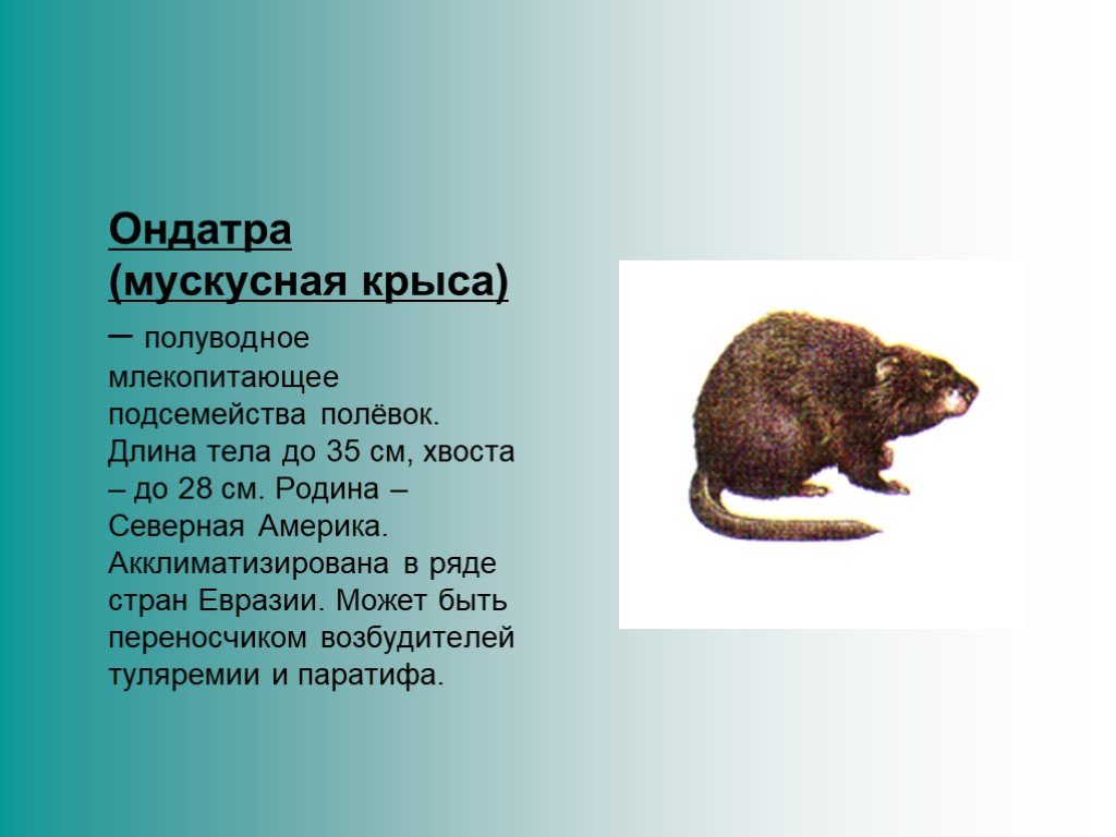 Известно что ондатра. Водяная крыса ондатра. Ондатра мускусная. Крыса ондатра. Крыса ондатра мускусная ондатра.