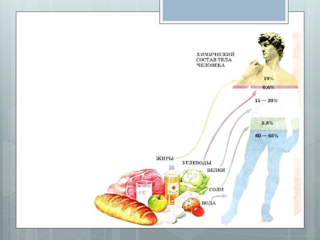 Жиры запас воды. Влияние питательных веществ на организм человека жиры. Схема обменных процессов в организме. Питательные вещества в теле человека. Влияние на организм белков жиров углеводов.