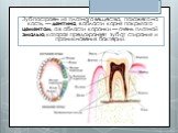 Зуб построен из плотного вещества, похожего на кость, — дентина, в области корня покрытого цементом, а в области коронки — очень плотной эмалью, которая предохраняет зуб от стирания и проникновения бактерий.